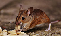 24 Hour & Emergency Exterminators in Monticello, NC